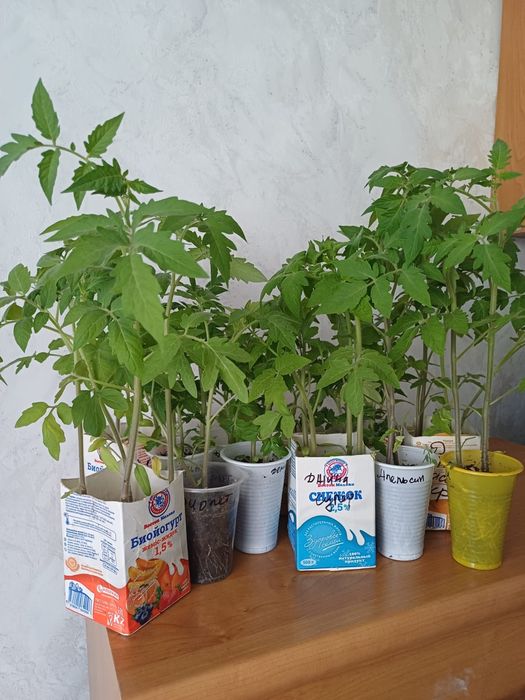 Продаю рассаду в стаканчиках