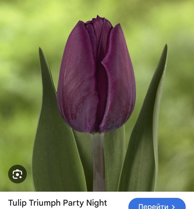 Тюльпаны, качественные на 8 марта отпом