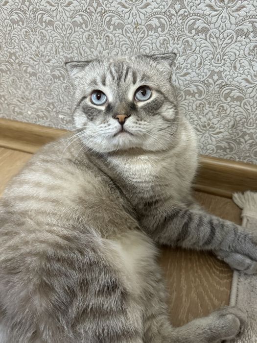 Ишем кошку для кота