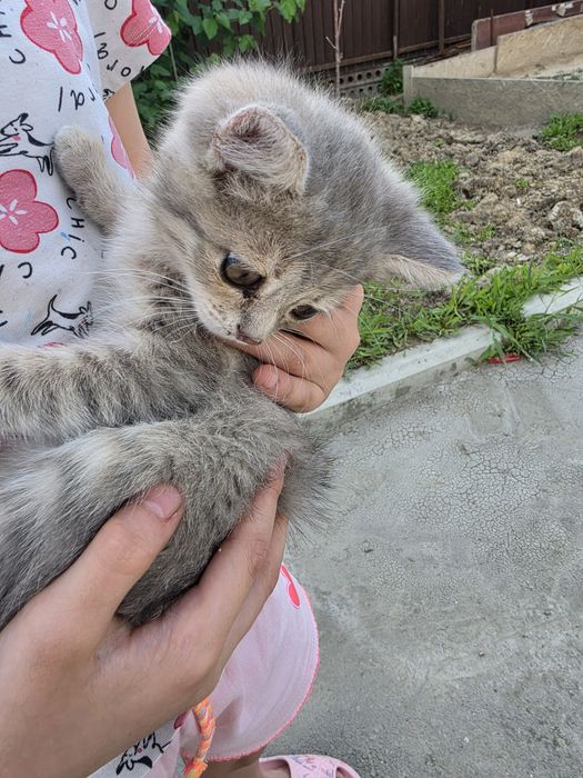 Котята 5 штук кушают сами