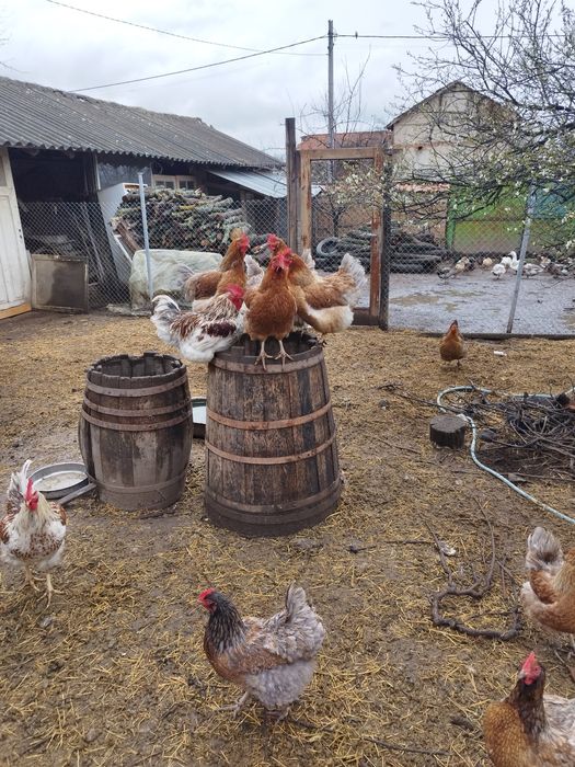 Продавам яйца от катунски кокошки