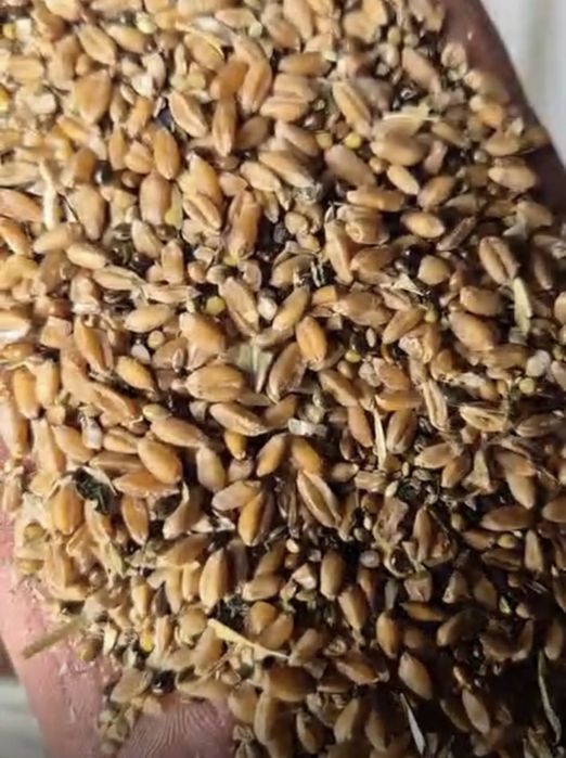 Овес, ячмень, пшеница, зерносмесь