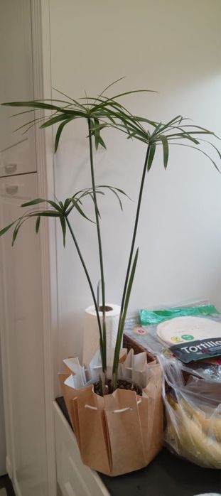 Комнатные цветы Циперус, Фикусы, хлорофитум