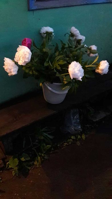 ПИОНЫ. Букет.Цветы.