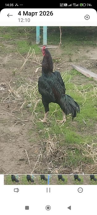 Сатлады срочна..