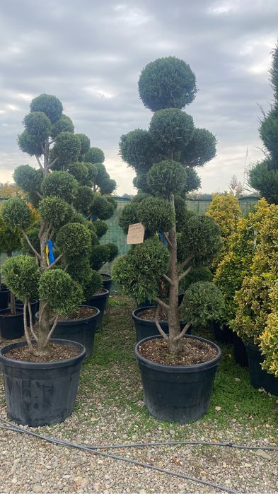 Pom pom,bonsai,spirală