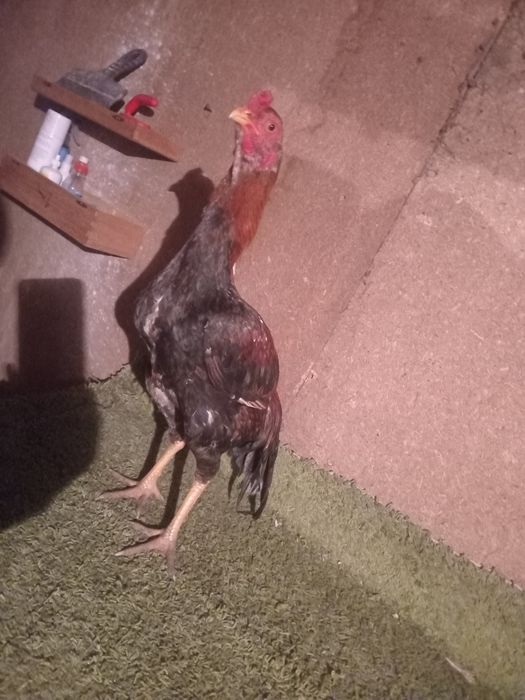 Продам жужя  июльский