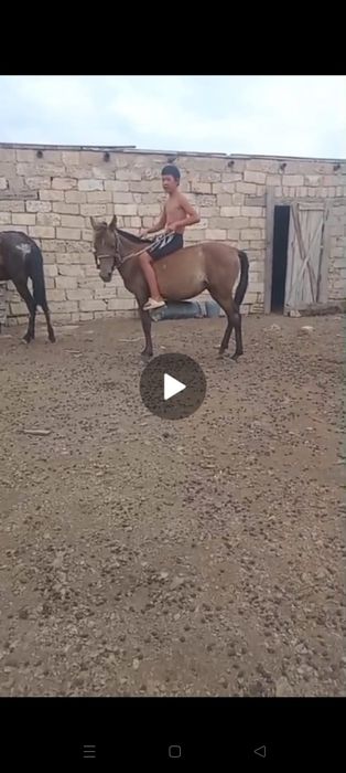 Мінгі тай байтал