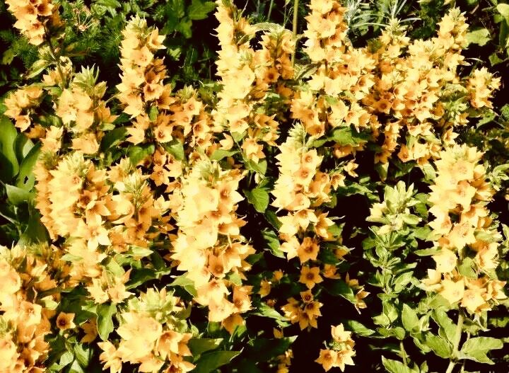 Вербейник, закрытая корневая система