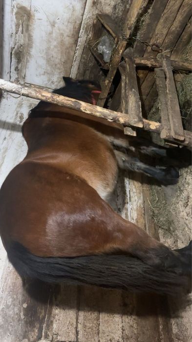 Vând manză de 2 ani jumate