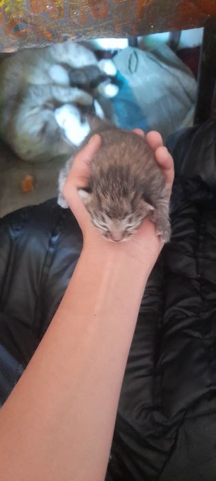 Mushuk bolalari sotiladi 50000