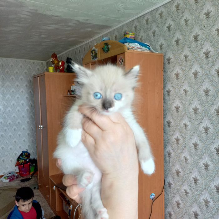 Отдам в добрые руки