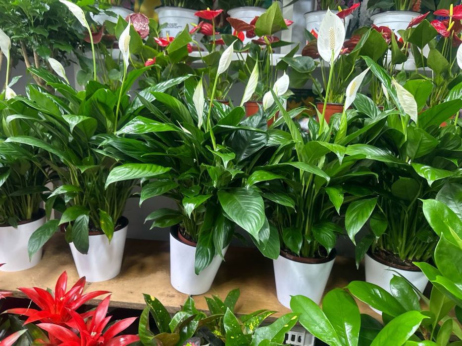 Спатифиллум  женское счастье в огромном ассортименте