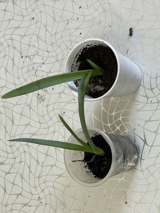 Продам комнатные цветы