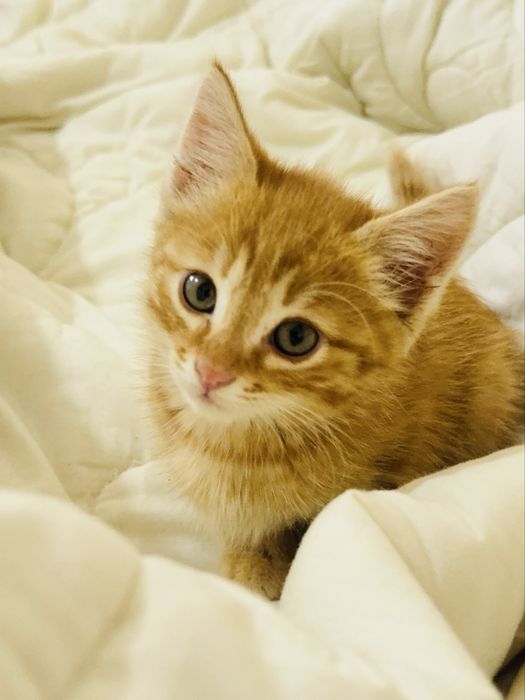 Милый котёнок ищет новый дом!