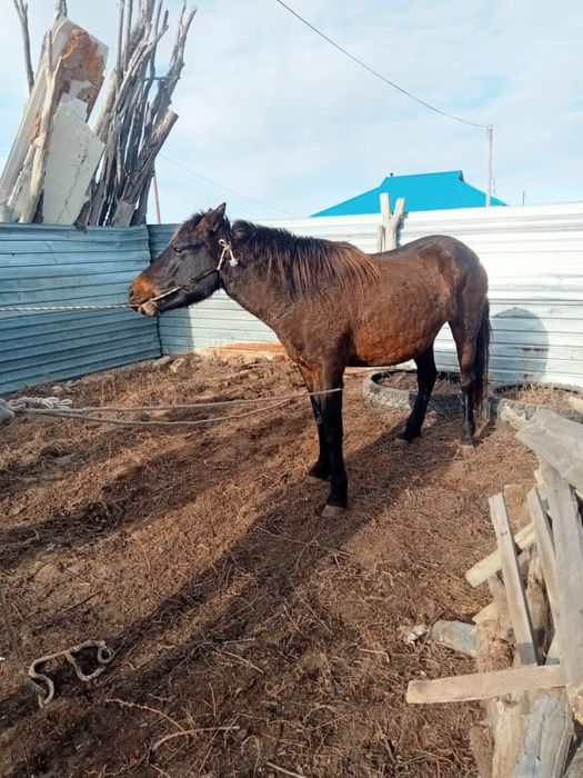 Продаю 5 кобыл