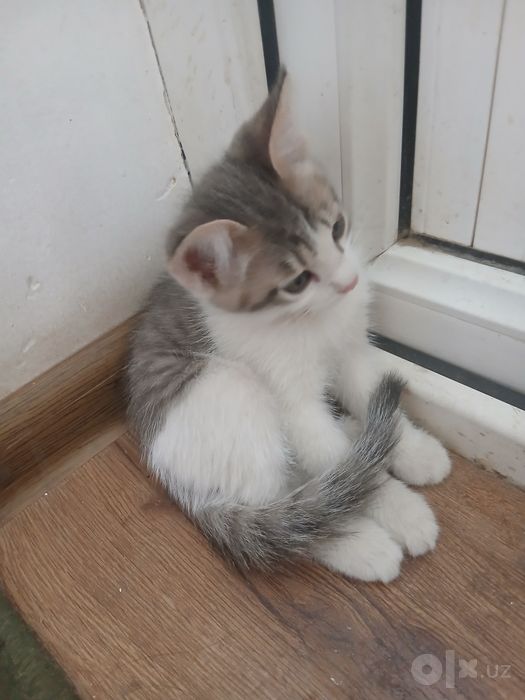 Mushuk bolalari bor tekinga bervoraman