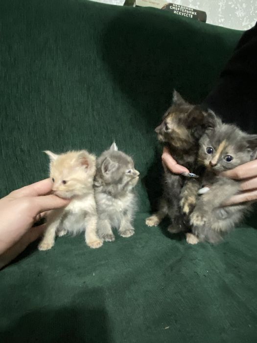 Котята в хорошие руки отдам