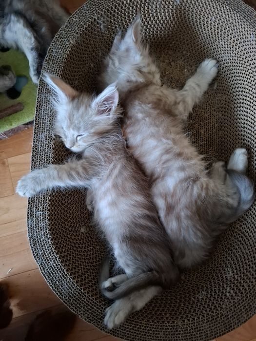 Мейн-кун  котята