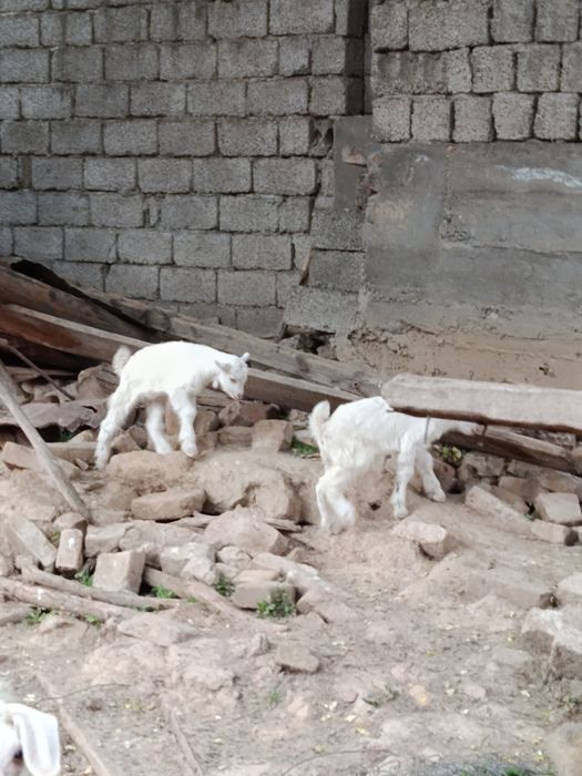 Продаются молодые козочки с мамой вместе кто хочет серьёзно купить