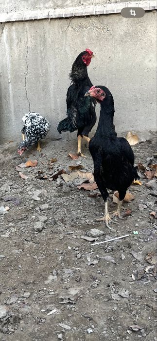 Карейский ко шамо тухумлари сотилади продаются яйца КО Шамо карлик