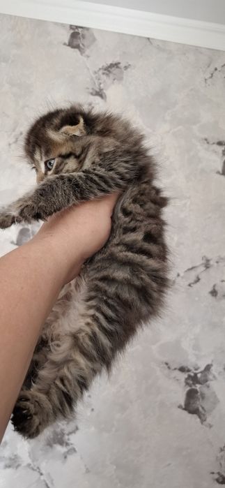 Шотландский мальчик хайленд фолд