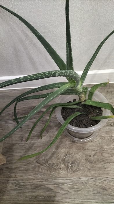 Алое вера лечебное