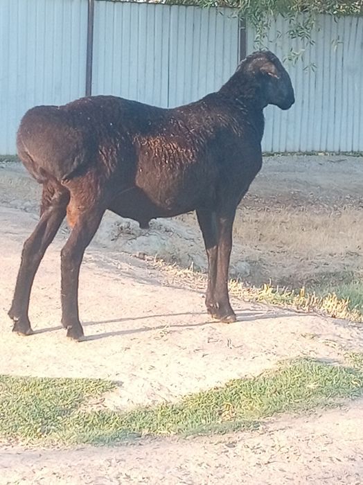 Кошкар сатылады..