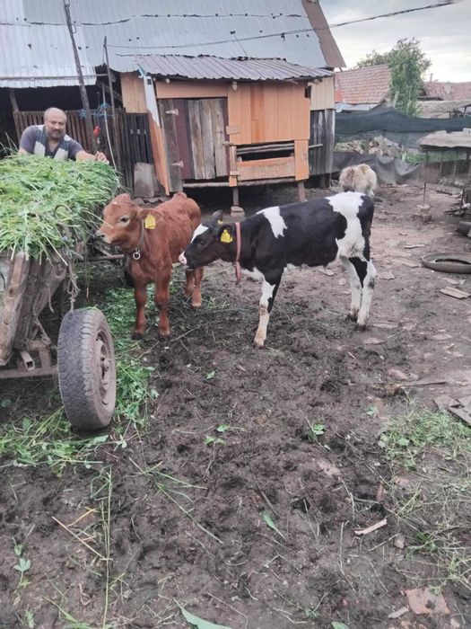 De vânzare o vițeaua și un tauras