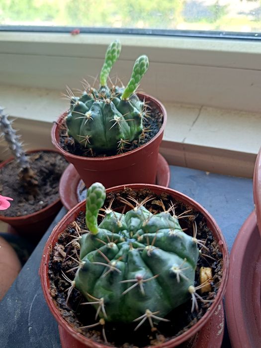 Кактус МАТУКАНА красивая колючка