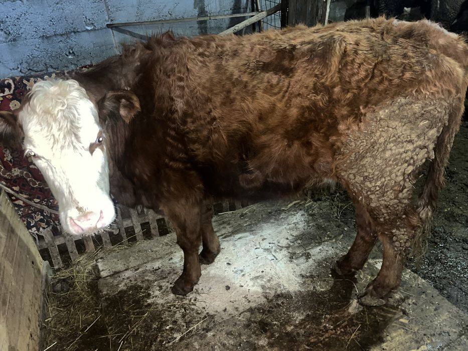 Кысыр сиыр сатылады