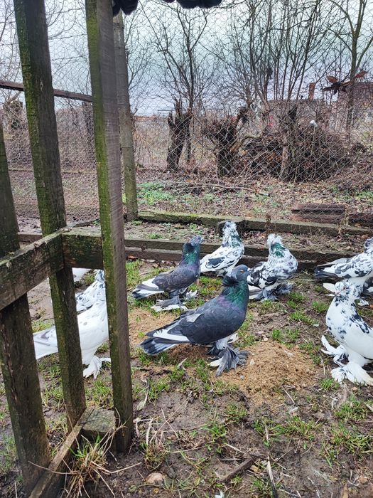 Porumbei uriași maghiari de vânzare