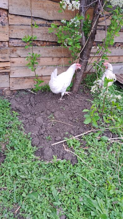 Куры несушки Доставка