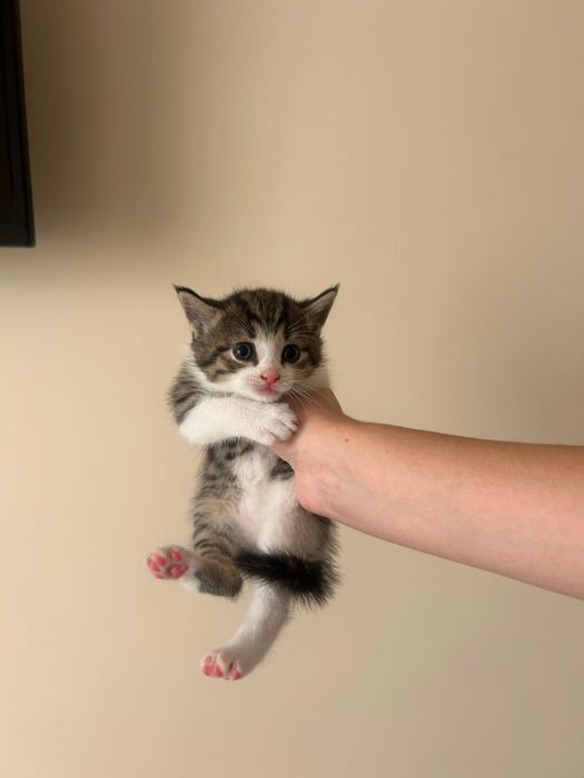 Котята ждут своих родных