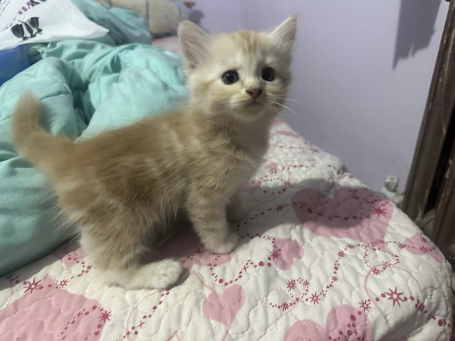 Котята 2 месяца, готовы к переезду