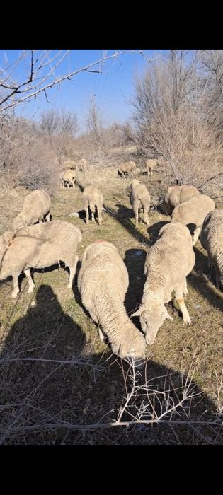 Бараны , койлар .