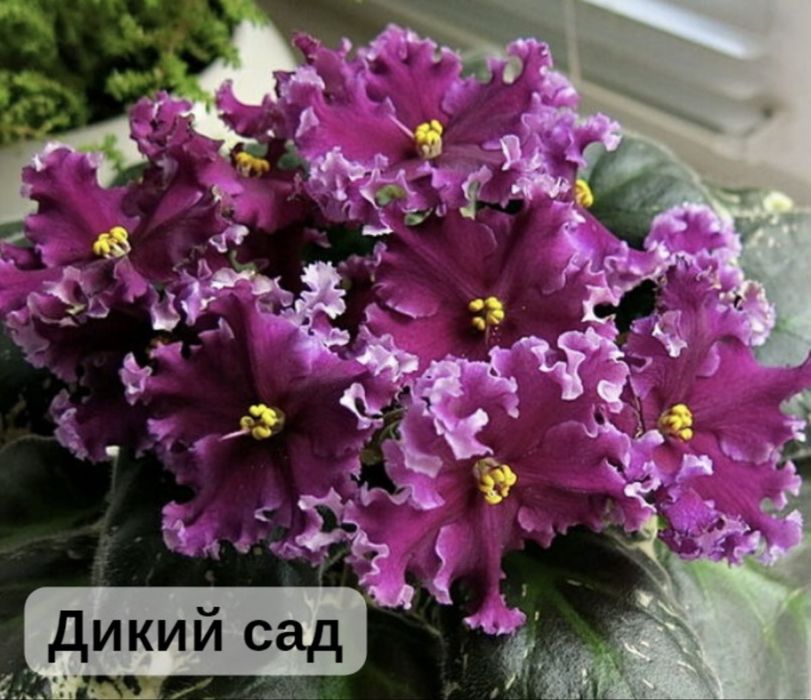 Продам свежесрезанный лист фиалок- 200тг. Цветущие фиалки- 1500тг.