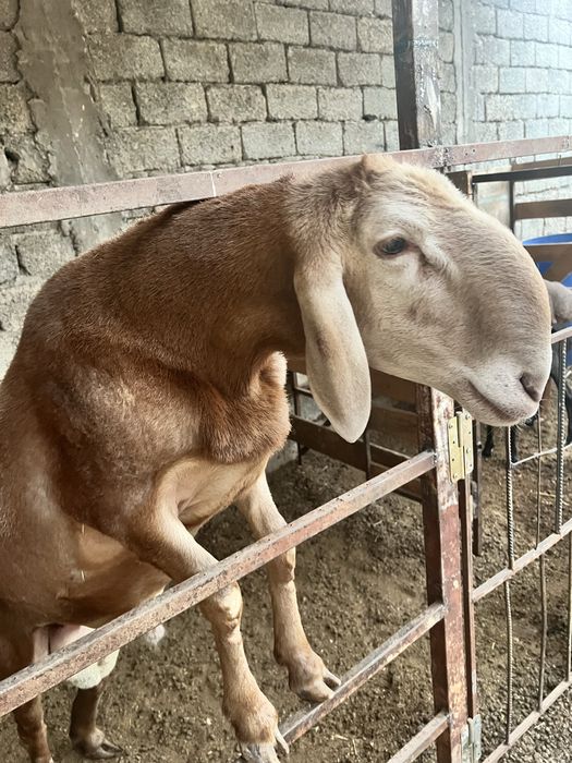 Arashan qochqor sotiladi