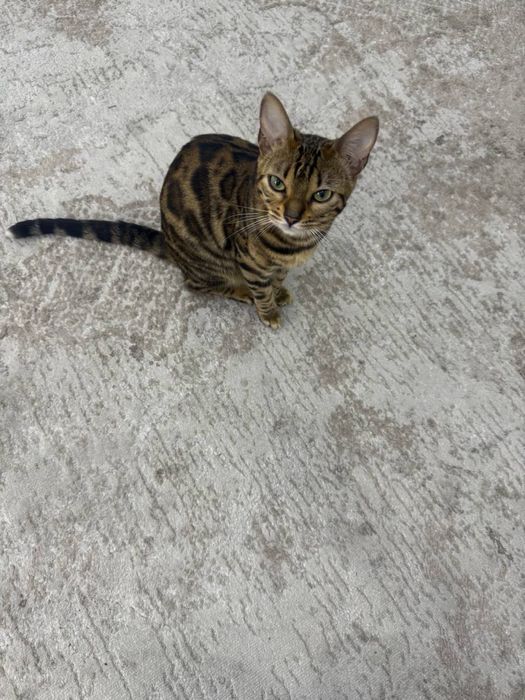 Mushuk bengalskiy tozza.