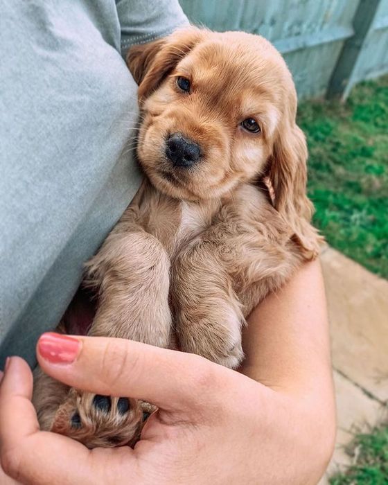 Cocker spaniel mascul
