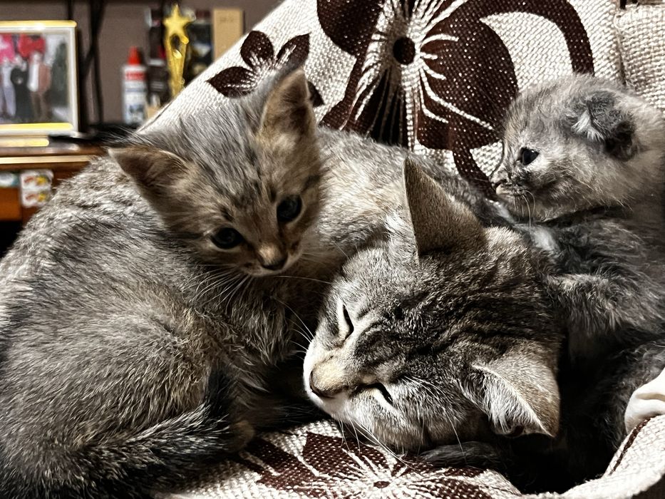 Котята двухмесячные, девочка и мальчик.