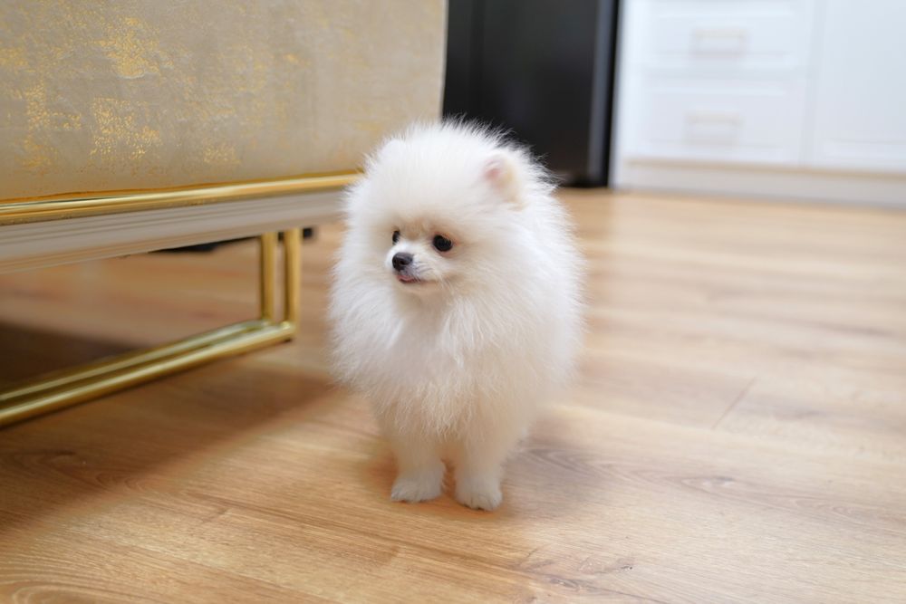 Развъдник Померан FCI - Мъжки померан с родословие - възможен е трансп