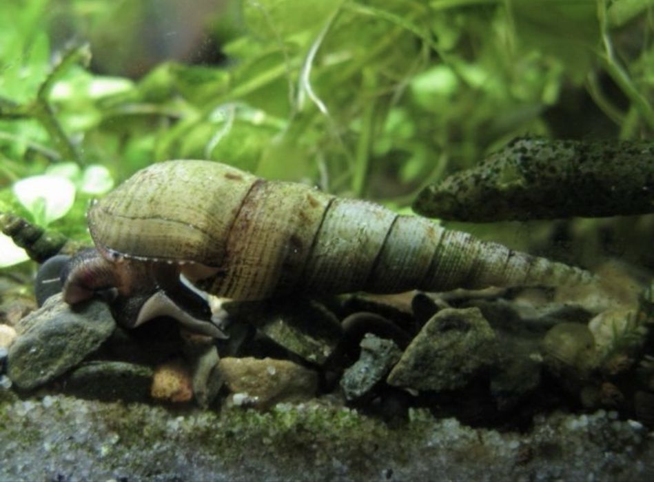 Улитка мелания для аквариума