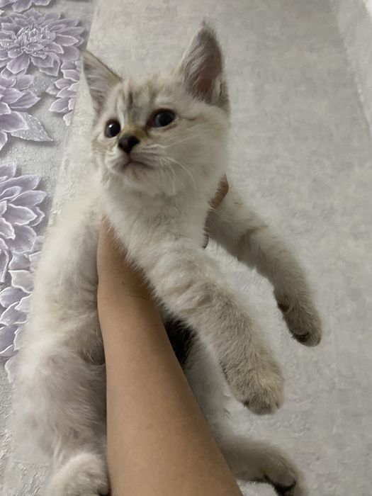 Отдам в добрые руки котят