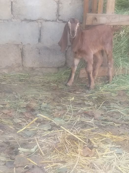 Каза молочная Каза