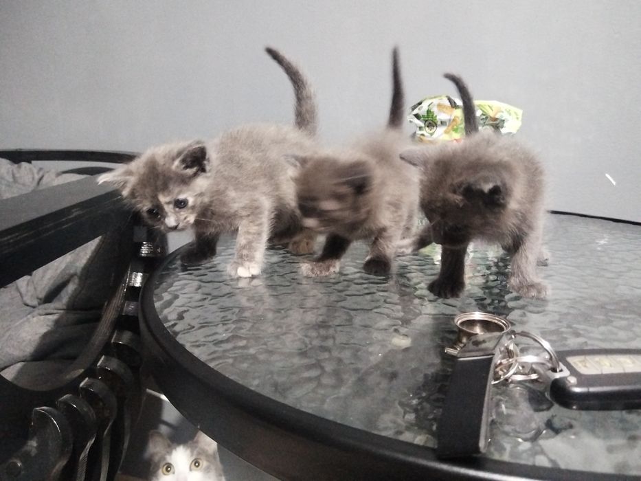 Отдам в добрые руки