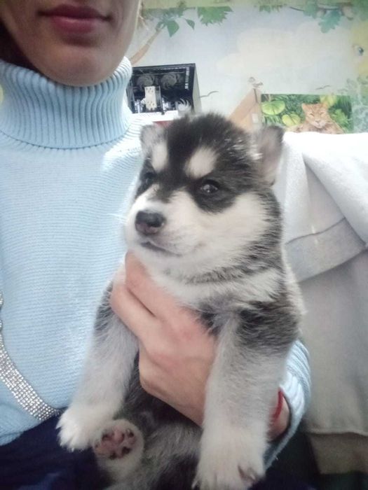 Щенята порода хаски