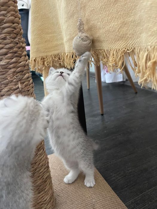 Pisicuta Scottish / British