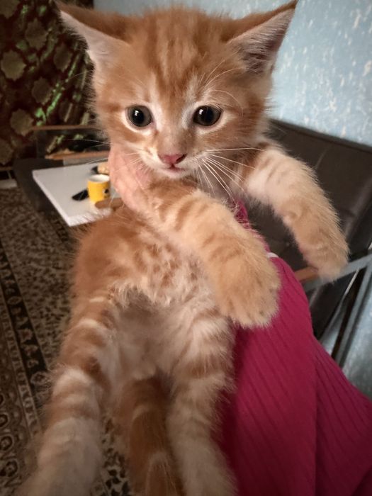 Pishakchala bepul  1yarim oyli