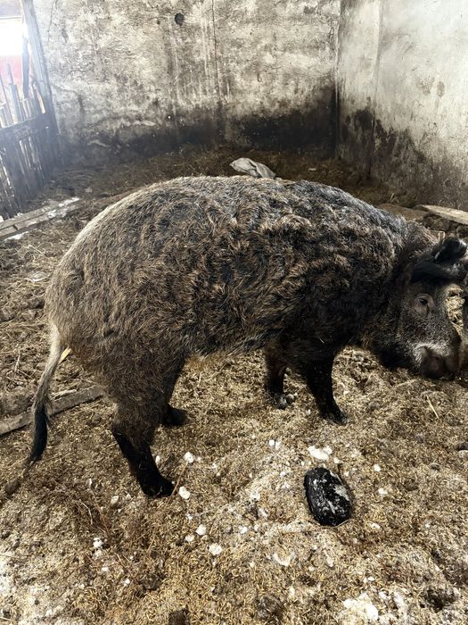 Продам кабана производителя
